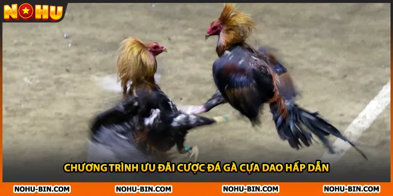 Chương trình ưu đãi cược đá gà cựa dao hấp dẫn