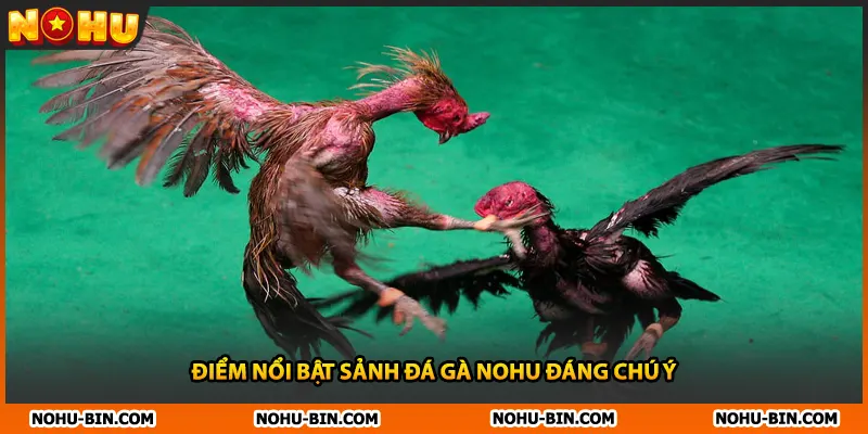 Điểm nổi bật sảnh đá gà NOHU đáng chú ý