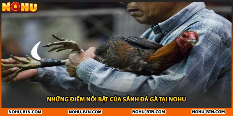 Những điểm nổi bật của sảnh đá gà tại NOHU